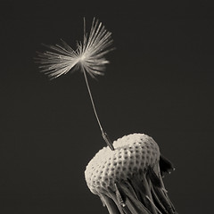 Image showing Dandelion isolated on black