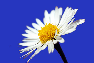 Image showing Daisy