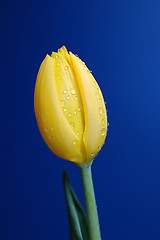 Image showing Yellow Tulip