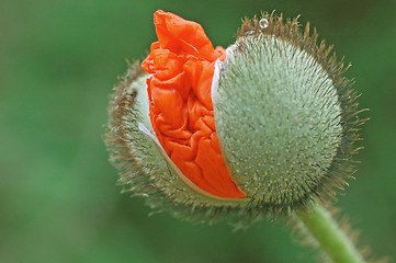 Image showing Red Poppy