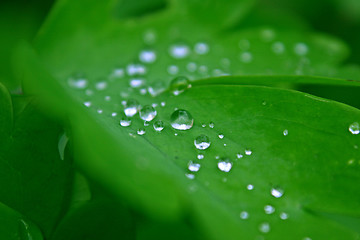 Image showing dew on a leaf