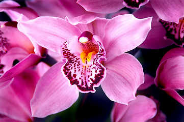 Image showing Fucshia Orchids