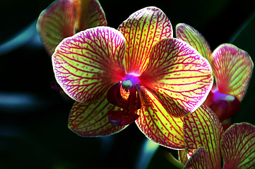 Image showing Kaleidoscope Orchid