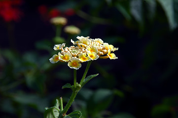 Image showing Lantana Flower