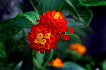 Image showing Lantana Flower