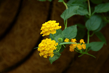 Image showing Lantana Flower