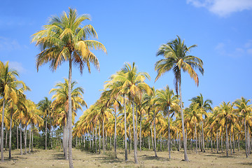 Image showing Cocoteros (Coconut Palm Trees)