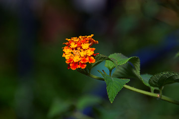 Image showing Lantana Flower