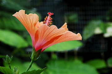 Image showing Orange Hibiscus Flower