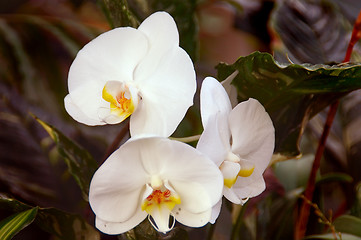 Image showing White Orchid