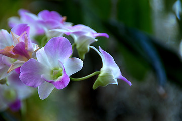 Image showing Purple Orchids