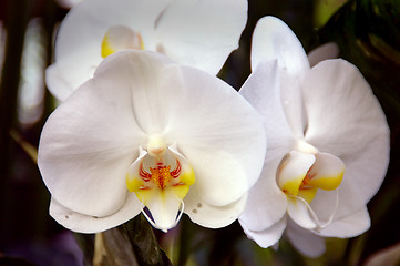 Image showing White Orchid