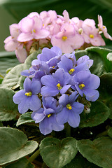 Image showing African Violets (saintpaulia)