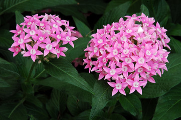 Image showing Allium Flowers