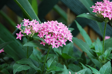 Image showing Allium Flowers