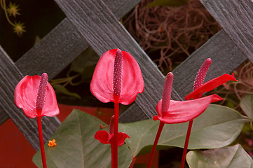 Image showing Anthurium