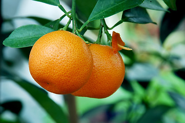 Image showing Calamondin Citrus Oranges