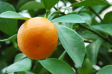 Image showing Calamondin Citrus Orange