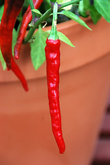 Image showing Capsicum Frutescens Chili Pepper