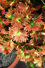 Image showing Coleus Plant