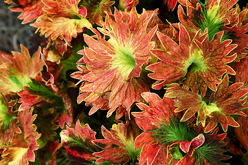 Image showing Coleus Plant