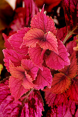 Image showing Coleus Plant