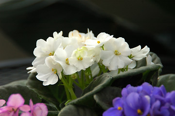 Image showing African Violets (saintpaulia)