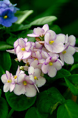 Image showing African Violets (saintpaulia)