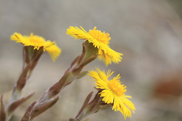 Image showing Tussilago Farfara