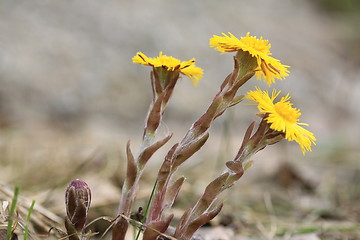 Image showing Tussilago Farfara