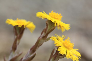 Image showing Tussilago Farfara