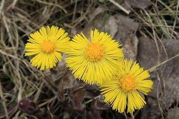 Image showing Tussilago Farfara