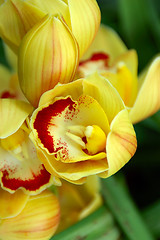 Image showing Yellow Lady Slipper Orchid
