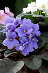 Image showing African Violets (saintpaulia)