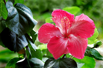 Image showing Pink Hibiscus Flower