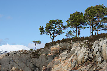 Image showing Row of pine trees