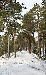 Image showing Forest path