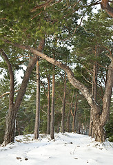 Image showing Forest path