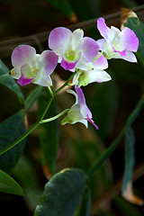 Image showing Purple Orchids