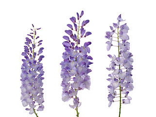 Image showing Wisteria flowers