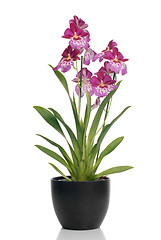 Image showing Pink orchid in a pot