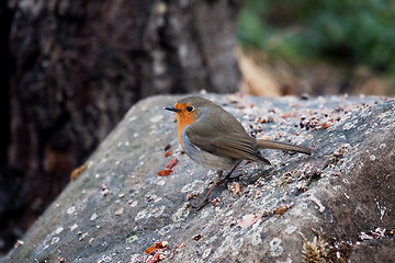 Image showing robin on stone