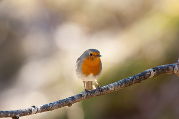 Image showing robin
