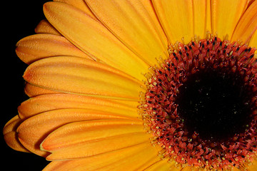 Image showing orange petals-2