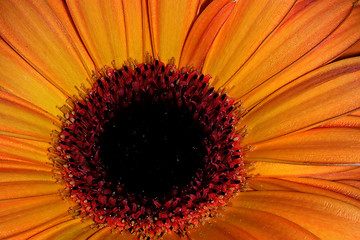 Image showing orange petals-1