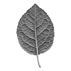 Image showing Prune leaf