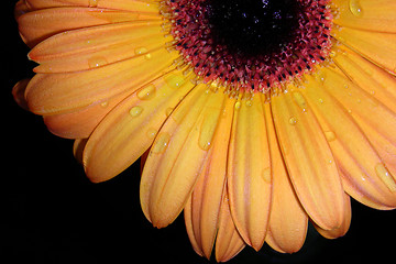 Image showing orange petals