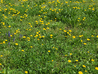 Image showing Grass meadow