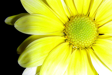 Image showing yellow petals-1