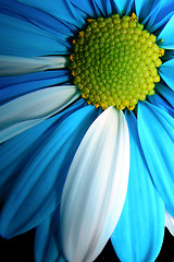 Image showing blue petals-1